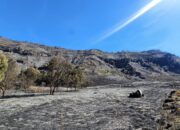 Kabar Baik dari Bromo: Titik Api Kebakaran Menyisa 1-2 Lokasi, Tim Gabungan Terus Geber Pemadaman